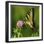 Butterfly-5fishcreative-Framed Giclee Print