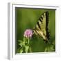 Butterfly-5fishcreative-Framed Giclee Print