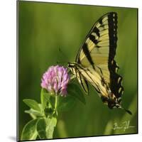 Butterfly-5fishcreative-Mounted Giclee Print