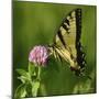 Butterfly-5fishcreative-Mounted Giclee Print