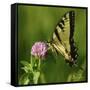 Butterfly-5fishcreative-Framed Stretched Canvas