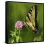 Butterfly-5fishcreative-Framed Stretched Canvas