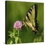 Butterfly-5fishcreative-Stretched Canvas