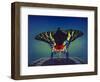 Butterfly-Kirk Reinert-Framed Giclee Print