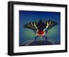 Butterfly-Kirk Reinert-Framed Giclee Print