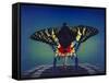 Butterfly-Kirk Reinert-Framed Stretched Canvas