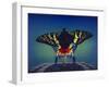 Butterfly-Kirk Reinert-Framed Giclee Print