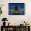 Butterfly-Kirk Reinert-Giclee Print displayed on a wall