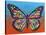 Butterfly-Dean Russo-Stretched Canvas