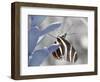 Butterfly-Dana Brett Munach-Framed Giclee Print