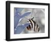 Butterfly-Dana Brett Munach-Framed Giclee Print