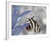 Butterfly-Dana Brett Munach-Framed Giclee Print