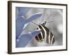 Butterfly-Dana Brett Munach-Framed Giclee Print