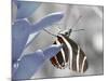 Butterfly-Dana Brett Munach-Mounted Giclee Print