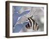 Butterfly-Dana Brett Munach-Framed Giclee Print