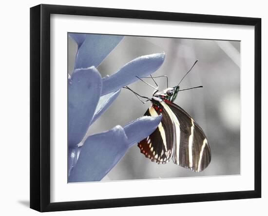 Butterfly-Dana Brett Munach-Framed Giclee Print