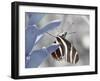 Butterfly-Dana Brett Munach-Framed Giclee Print