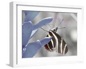 Butterfly-Dana Brett Munach-Framed Giclee Print