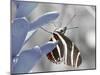 Butterfly-Dana Brett Munach-Mounted Giclee Print