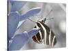 Butterfly-Dana Brett Munach-Stretched Canvas