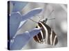 Butterfly-Dana Brett Munach-Stretched Canvas