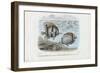 Butterflyfish, 1863-79-Raimundo Petraroja-Framed Giclee Print