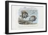 Butterflyfish, 1863-79-Raimundo Petraroja-Framed Giclee Print