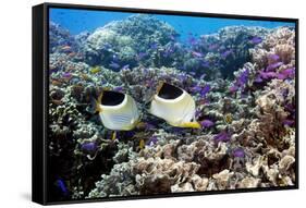 Butterflyfish And Purple Anthias Fish-Georgette Douwma-Framed Stretched Canvas