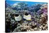 Butterflyfish And Purple Anthias Fish-Georgette Douwma-Stretched Canvas