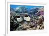 Butterflyfish And Purple Anthias Fish-Georgette Douwma-Framed Photographic Print