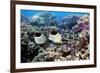 Butterflyfish And Purple Anthias Fish-Georgette Douwma-Framed Photographic Print