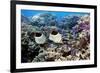 Butterflyfish And Purple Anthias Fish-Georgette Douwma-Framed Photographic Print