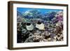 Butterflyfish And Purple Anthias Fish-Georgette Douwma-Framed Photographic Print