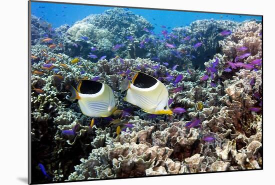 Butterflyfish And Purple Anthias Fish-Georgette Douwma-Mounted Photographic Print