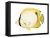 Butterflyfish (Chaetodon Ocellatus), Fishes-Encyclopaedia Britannica-Framed Stretched Canvas