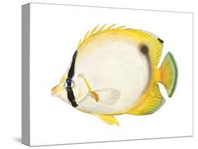 Butterflyfish (Chaetodon Ocellatus), Fishes-Encyclopaedia Britannica-Stretched Canvas