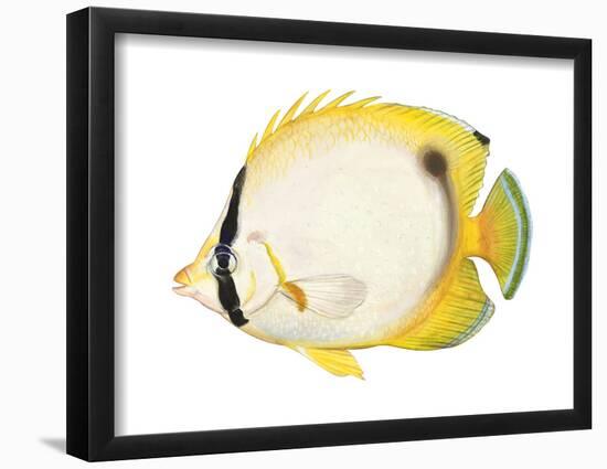 Butterflyfish (Chaetodon Ocellatus), Fishes-Encyclopaedia Britannica-Framed Poster