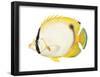 Butterflyfish (Chaetodon Ocellatus), Fishes-Encyclopaedia Britannica-Framed Poster