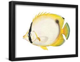 Butterflyfish (Chaetodon Ocellatus), Fishes-Encyclopaedia Britannica-Framed Poster