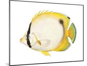 Butterflyfish (Chaetodon Ocellatus), Fishes-Encyclopaedia Britannica-Mounted Poster