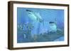 Butterflyfish Swimming Away from Two Great White Sharks-Stocktrek Images-Framed Art Print
