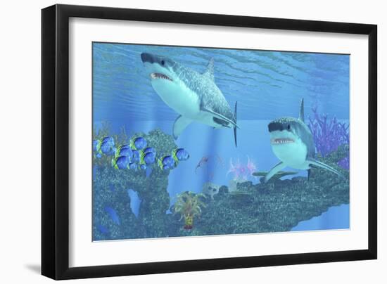 Butterflyfish Swimming Away from Two Great White Sharks-Stocktrek Images-Framed Art Print