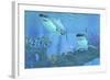 Butterflyfish Swimming Away from Two Great White Sharks-Stocktrek Images-Framed Art Print