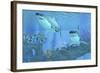 Butterflyfish Swimming Away from Two Great White Sharks-Stocktrek Images-Framed Art Print