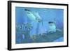 Butterflyfish Swimming Away from Two Great White Sharks-Stocktrek Images-Framed Art Print