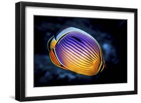 Butterflyfish-Barathieu Gabriel-Framed Giclee Print