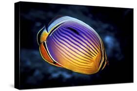 Butterflyfish-Barathieu Gabriel-Stretched Canvas