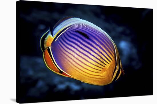 Butterflyfish-Barathieu Gabriel-Stretched Canvas