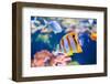 Butterflyfish-anita_bonita-Framed Photographic Print