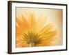 Butterscotch-Carolyn Cochrane-Framed Photographic Print